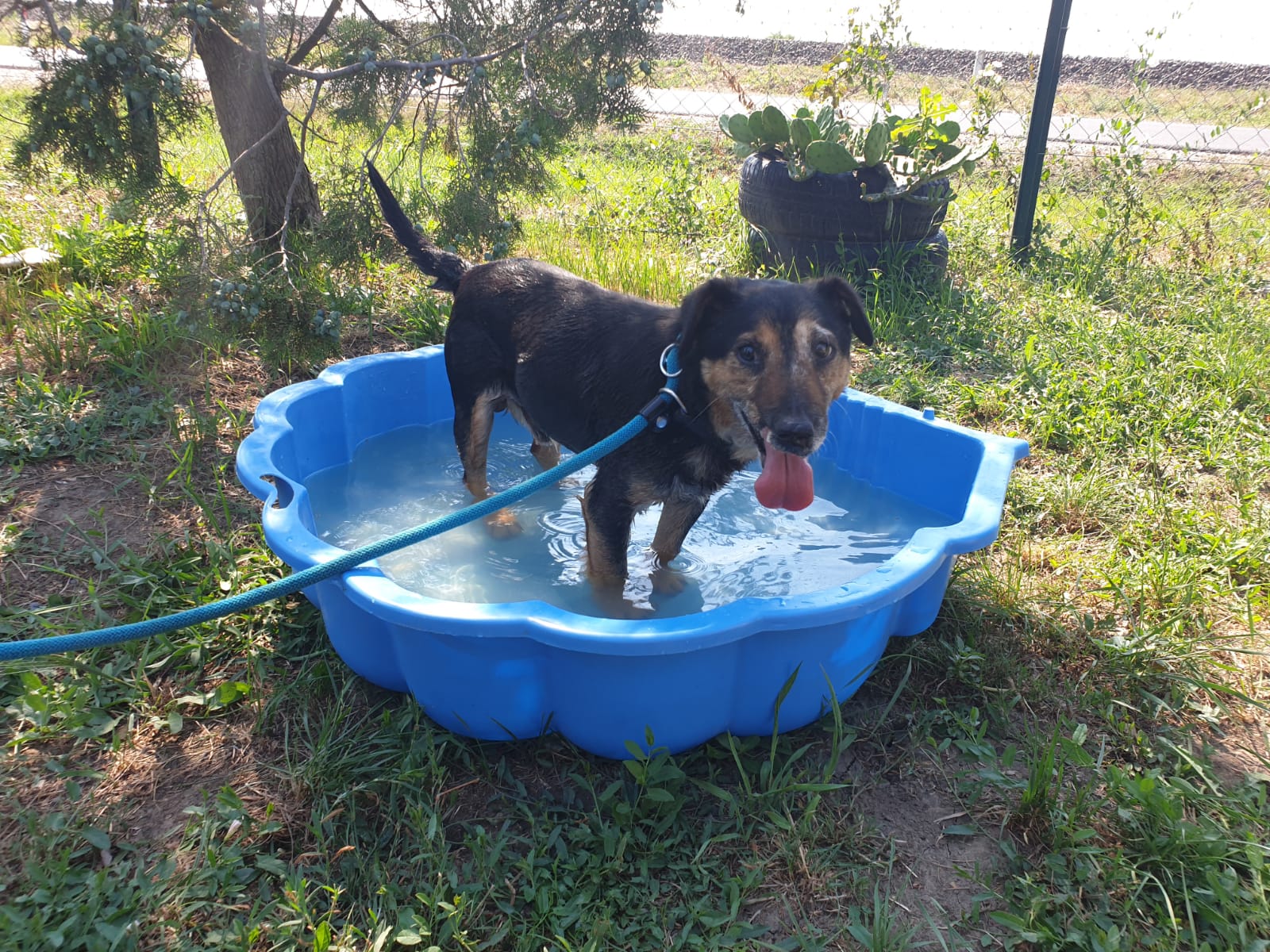 Hund AKTUELLE M4DTierschutzarbeit